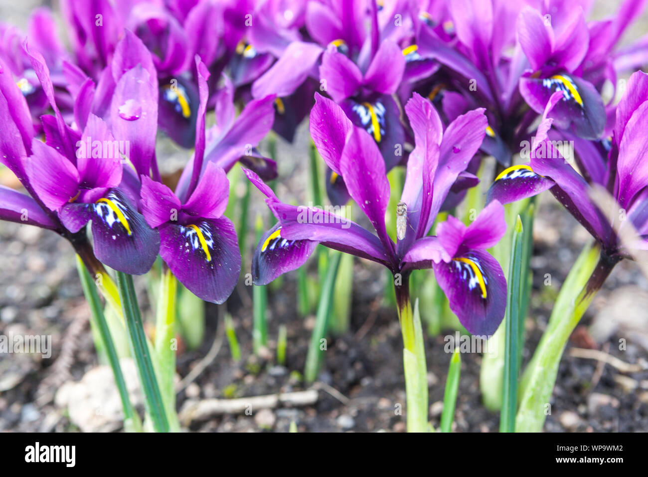 Iris reticolata 'George' malva Foto Stock