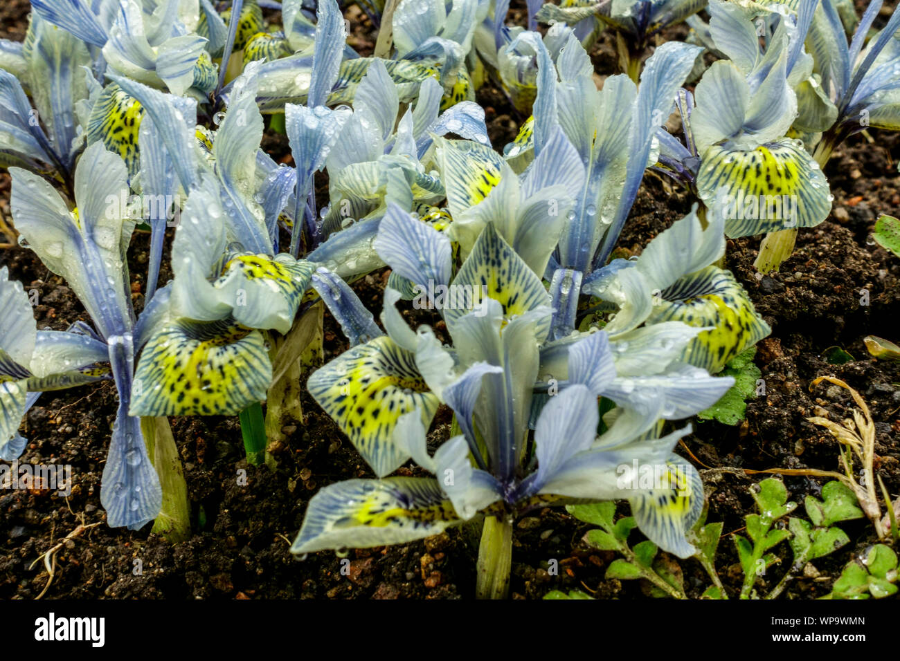 Iris reticulata " Katherine Hodkin' Fiore Foto Stock