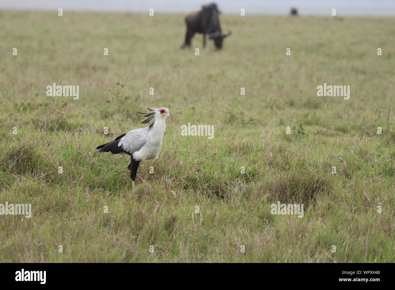 Segretario di uccelli nel savannah, il Masai Mara National Park, in Kenya. Foto Stock
