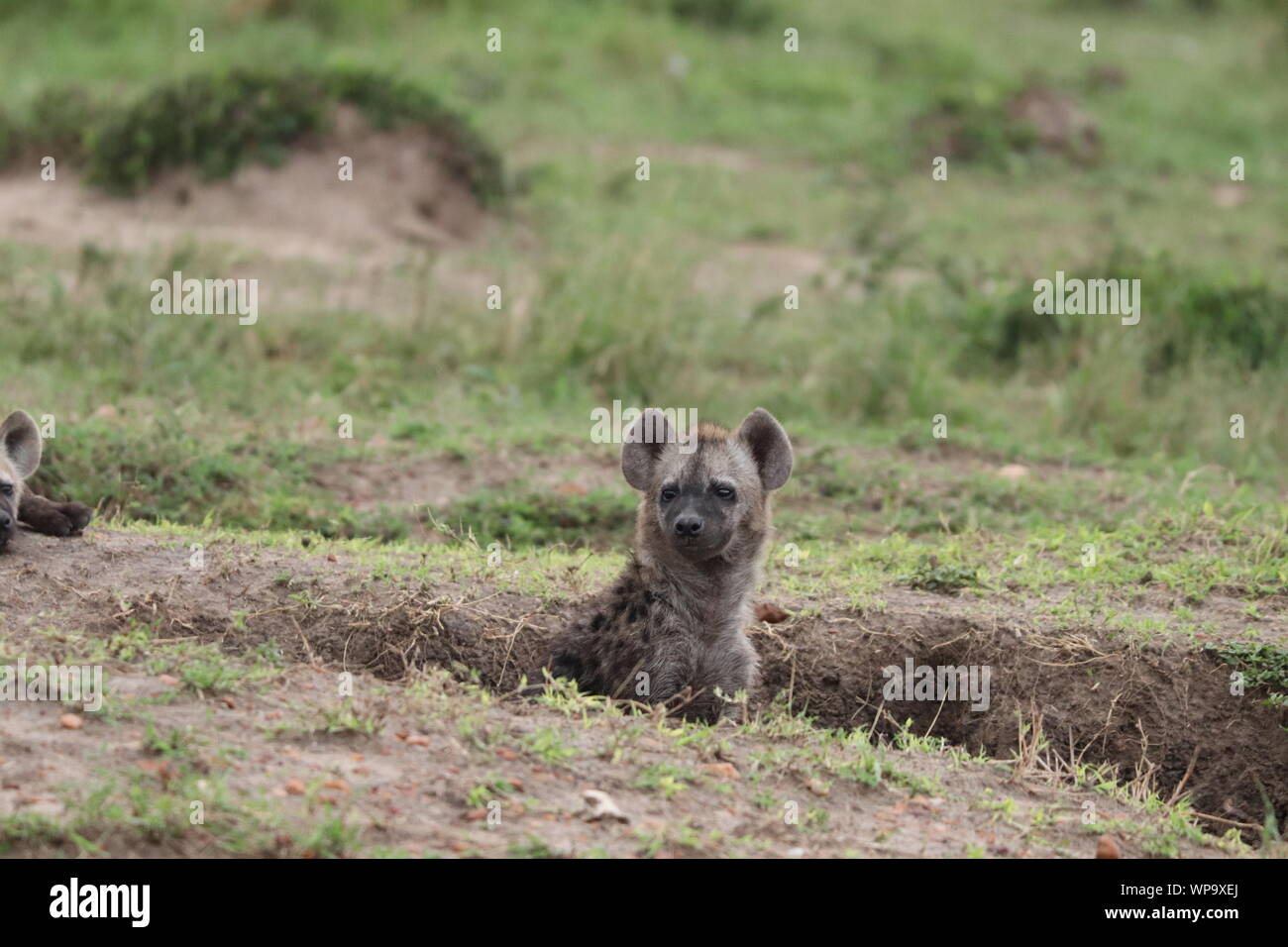 Spotted hyena cub appoggiato dal suo den, il Masai Mara National Park, in Kenya. Foto Stock