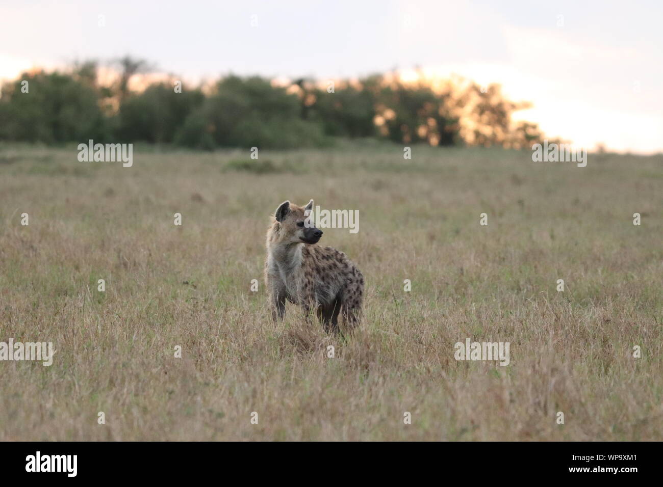 Spotted hyena nella savana, il Masai Mara National Park, in Kenya. Foto Stock