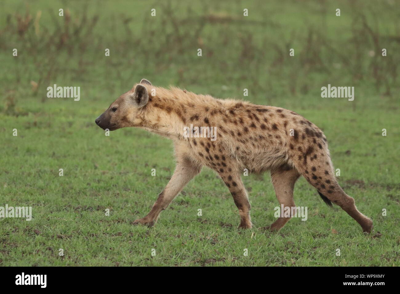 Spotted hyena nella savana, il Masai Mara National Park, in Kenya. Foto Stock