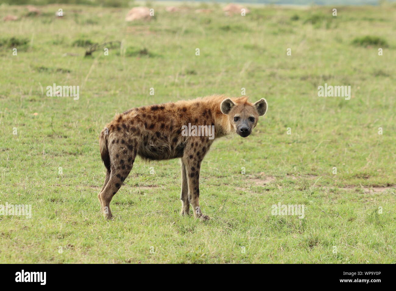 Spotted hyena nella savana, il Masai Mara National Park, in Kenya. Foto Stock