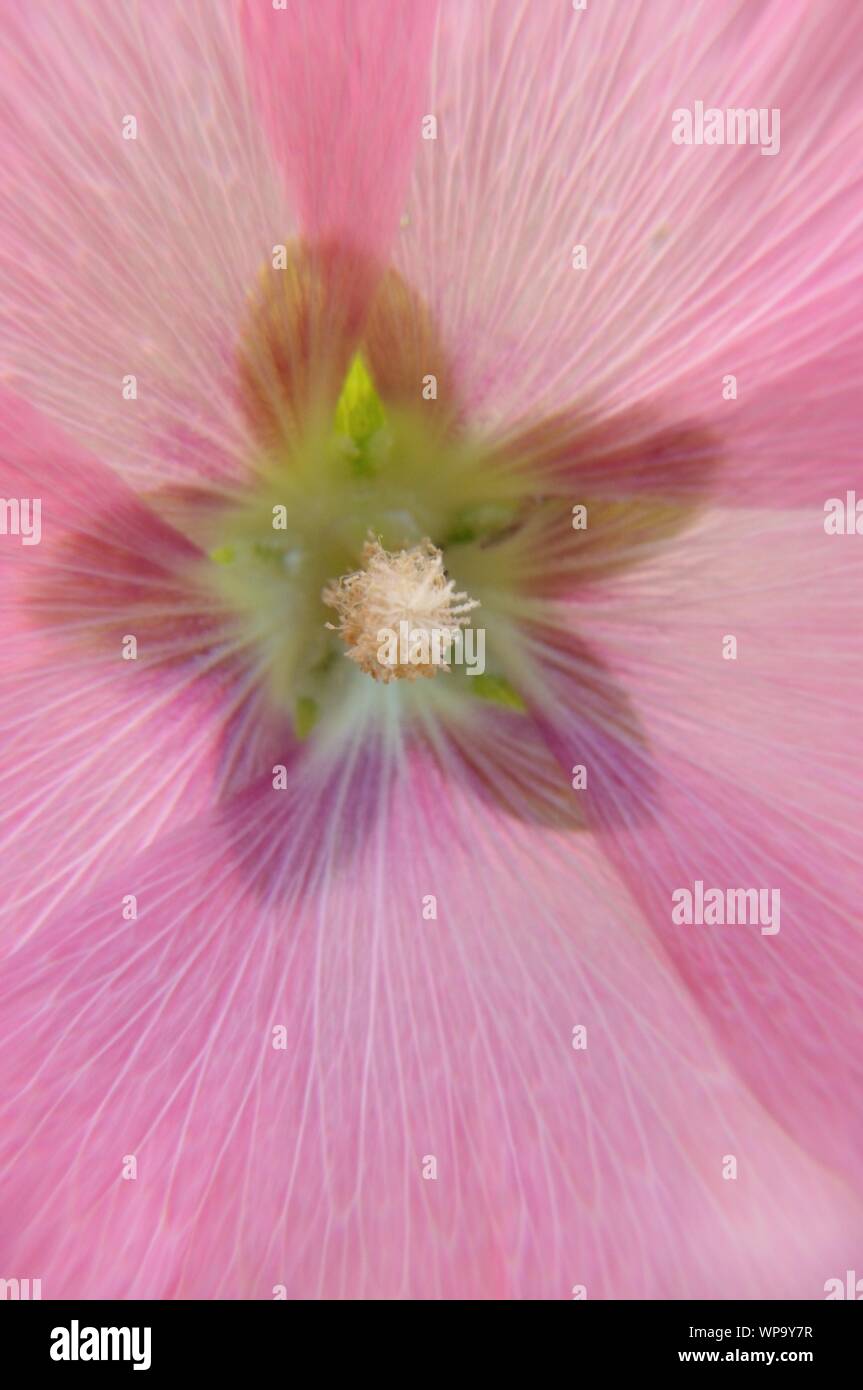 Rosa Blüte einer Stockrose mit il polline in Nahaufnahme. Foto Stock