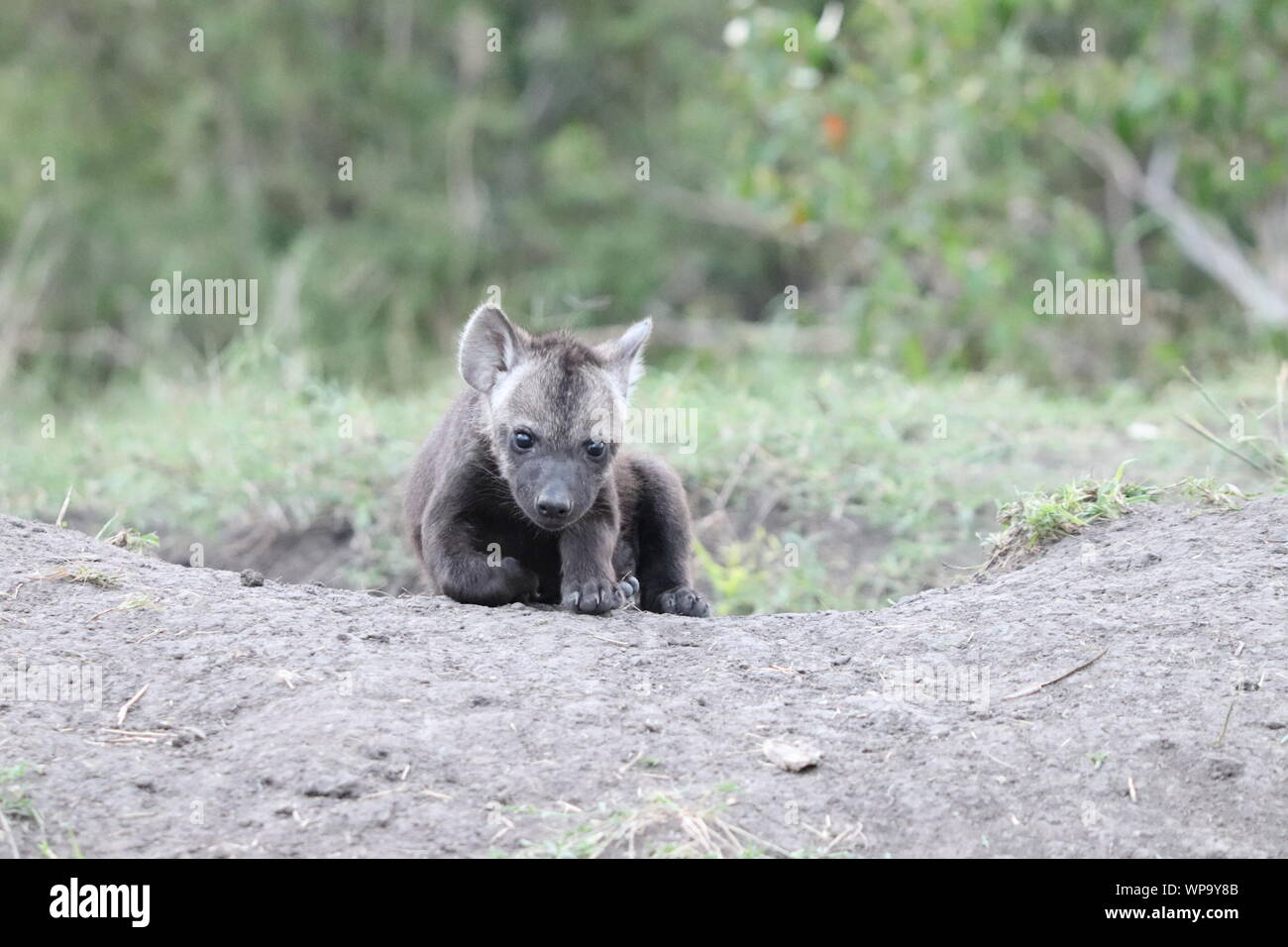 Spotted hyena cub appoggiato dal suo den, il Masai Mara National Park, in Kenya. Foto Stock