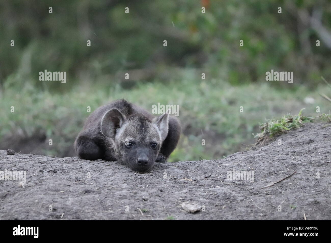 Spotted hyena cub appoggiato dal suo den, il Masai Mara National Park, in Kenya. Foto Stock