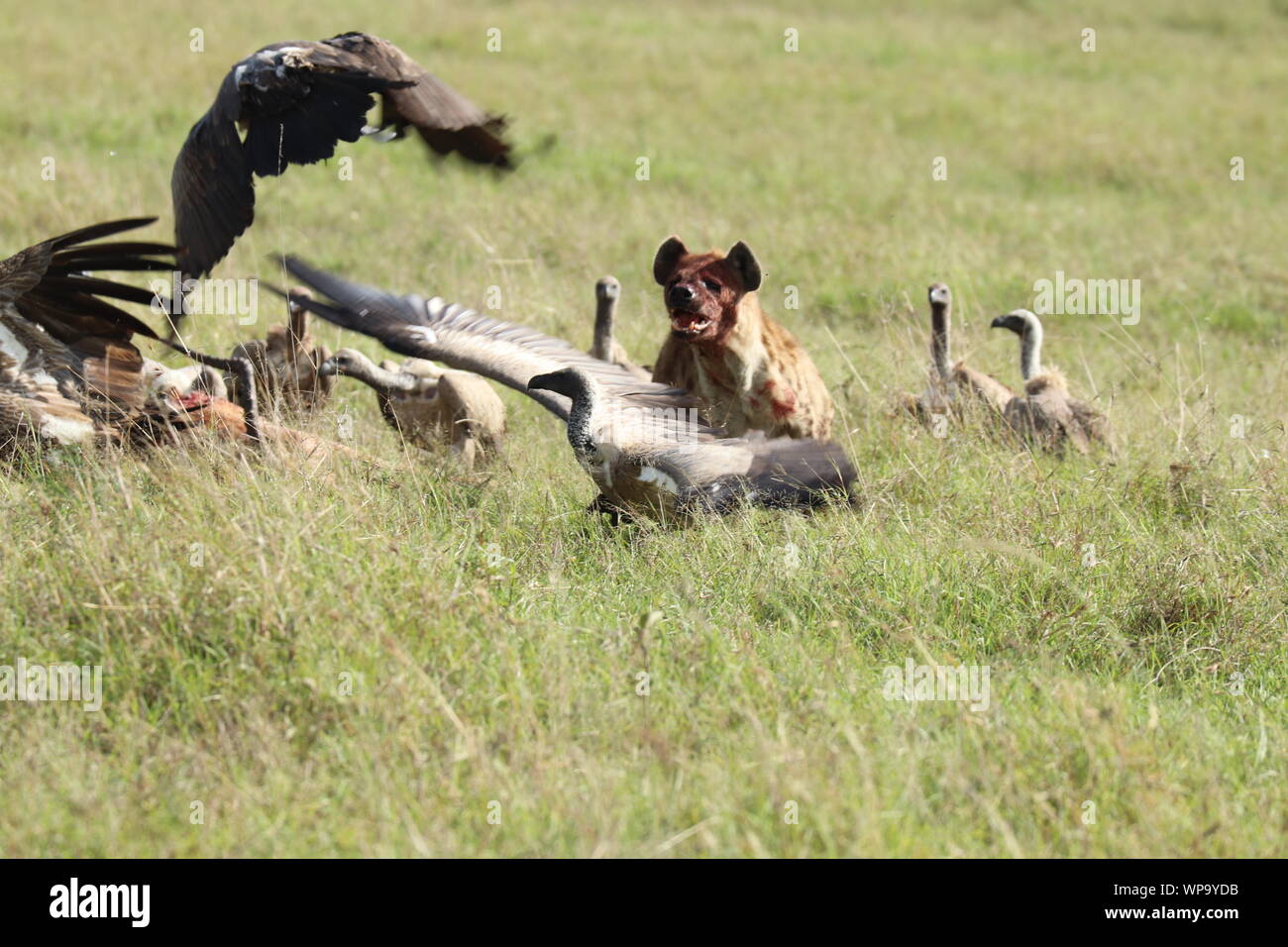 Spotted hyena inseguendo gli avvoltoi lontano dalla sua imapla uccidere, il Masai Mara National Park, in Kenya. Foto Stock