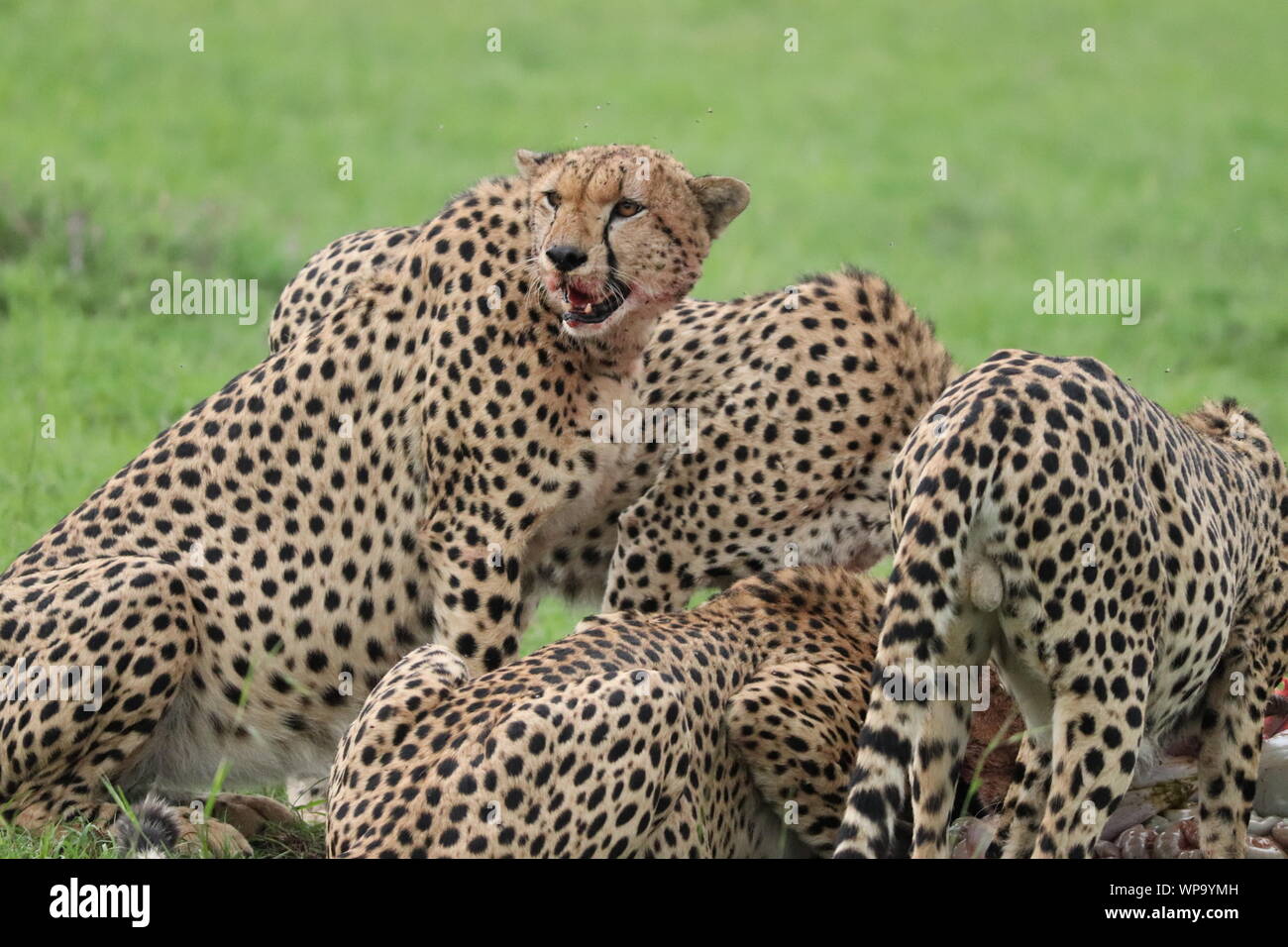 Gruppo di ghepardi alimentazione su una carcassa di gnu, il Masai Mara National Park, in Kenya. Foto Stock