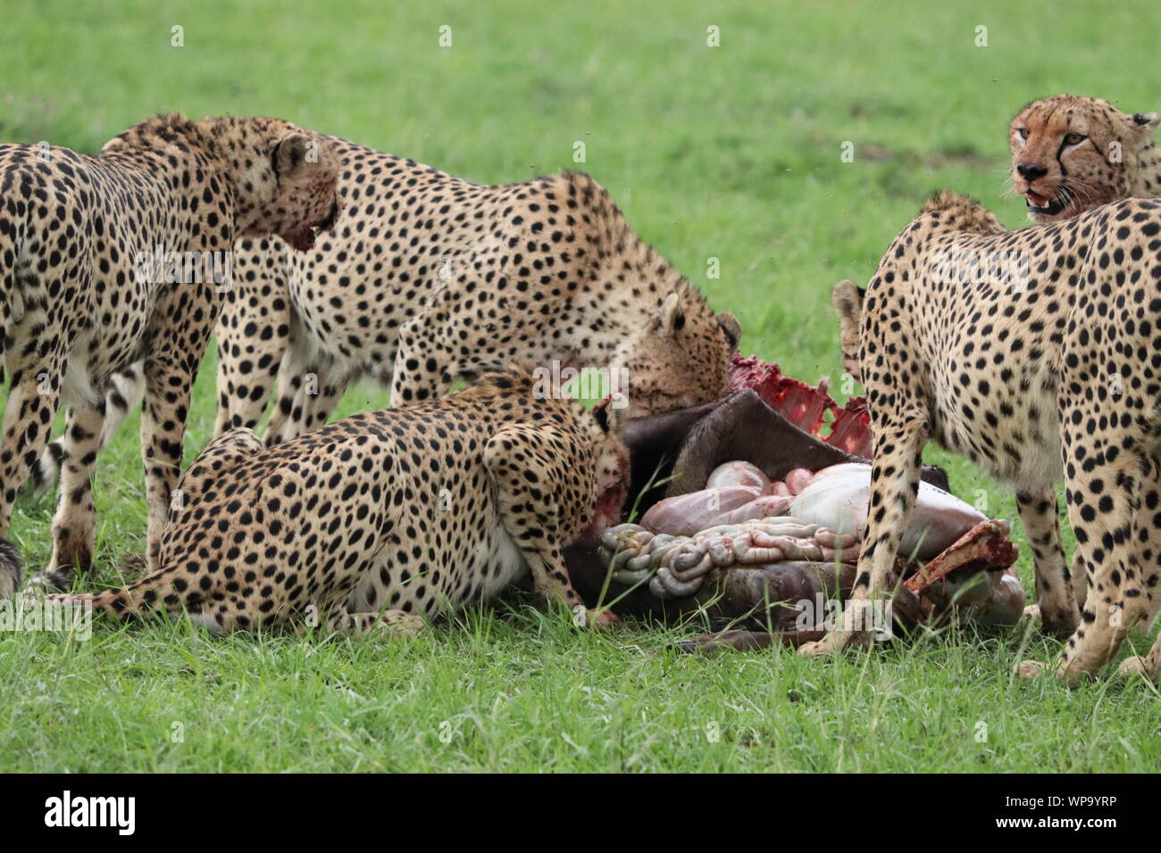 Gruppo di ghepardi alimentazione su una carcassa di gnu, il Masai Mara National Park, in Kenya. Foto Stock