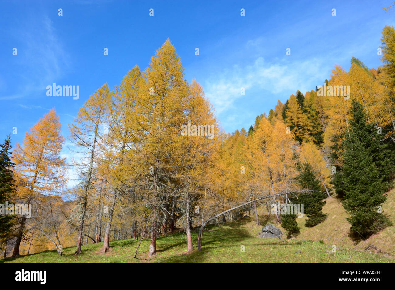 Il meraviglioso autunno in montagna Foto Stock