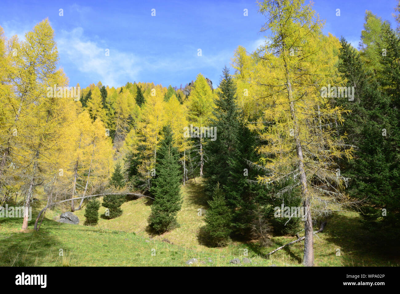 Il meraviglioso autunno in montagna Foto Stock