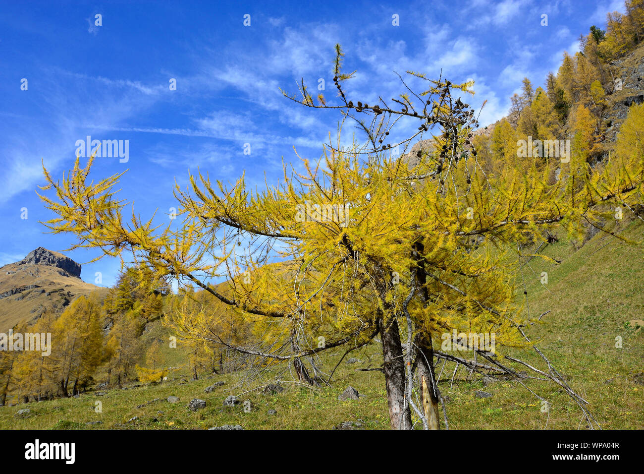 Il meraviglioso autunno in montagna Foto Stock