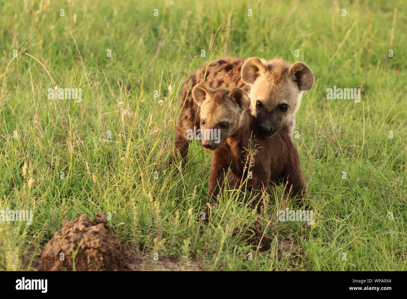 Due spotted hyena cubs (crocuta crocuta) di diverse dimensioni ed età, il Masai Mara National Park, in Kenya. Foto Stock