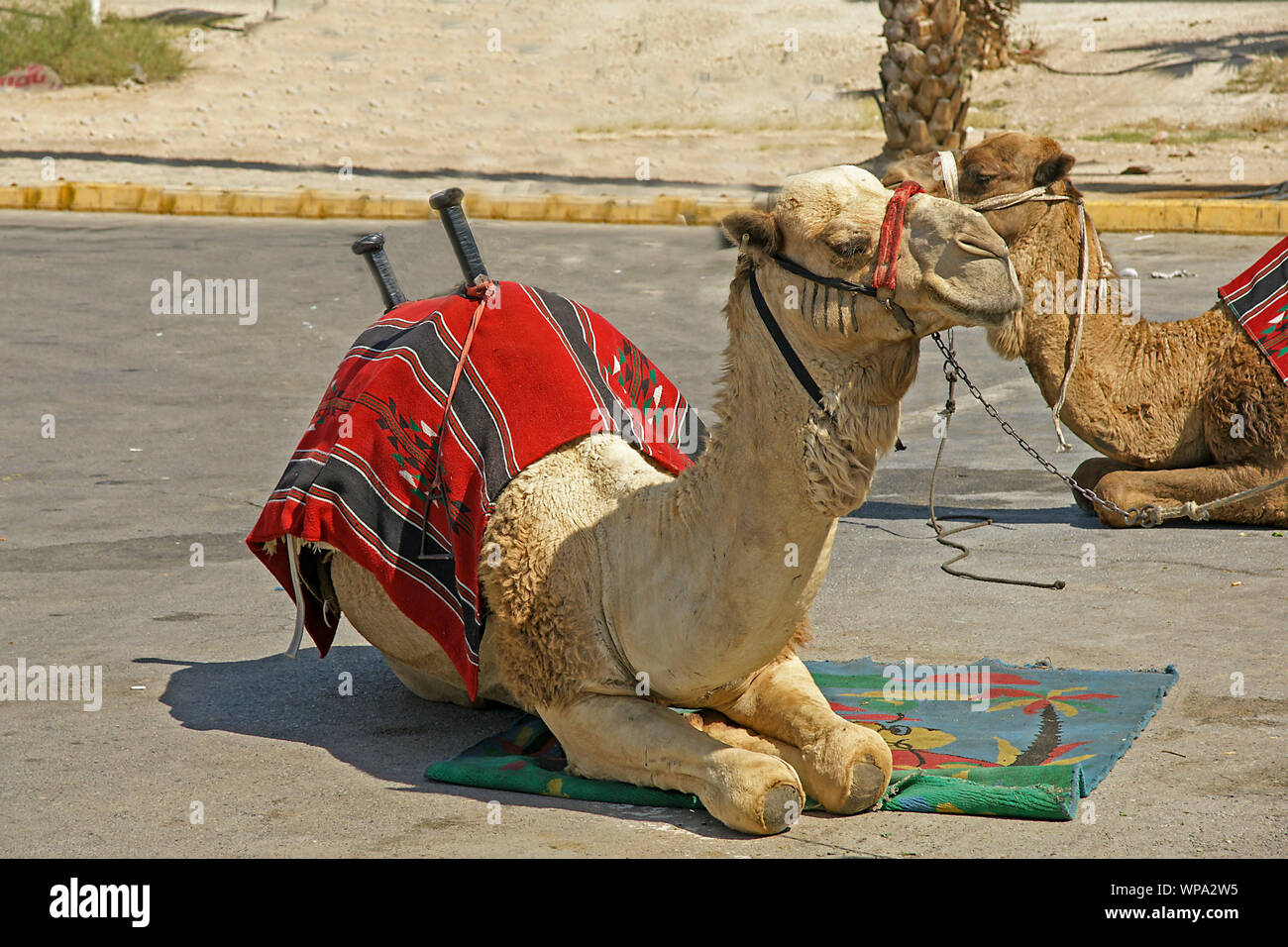 Giunzione di Gerico, (Almog Junction) Cisgiordania Israele / Palestina un autobus turistico si ferma per una sosta sulla strada per il Mar Morto Foto Stock