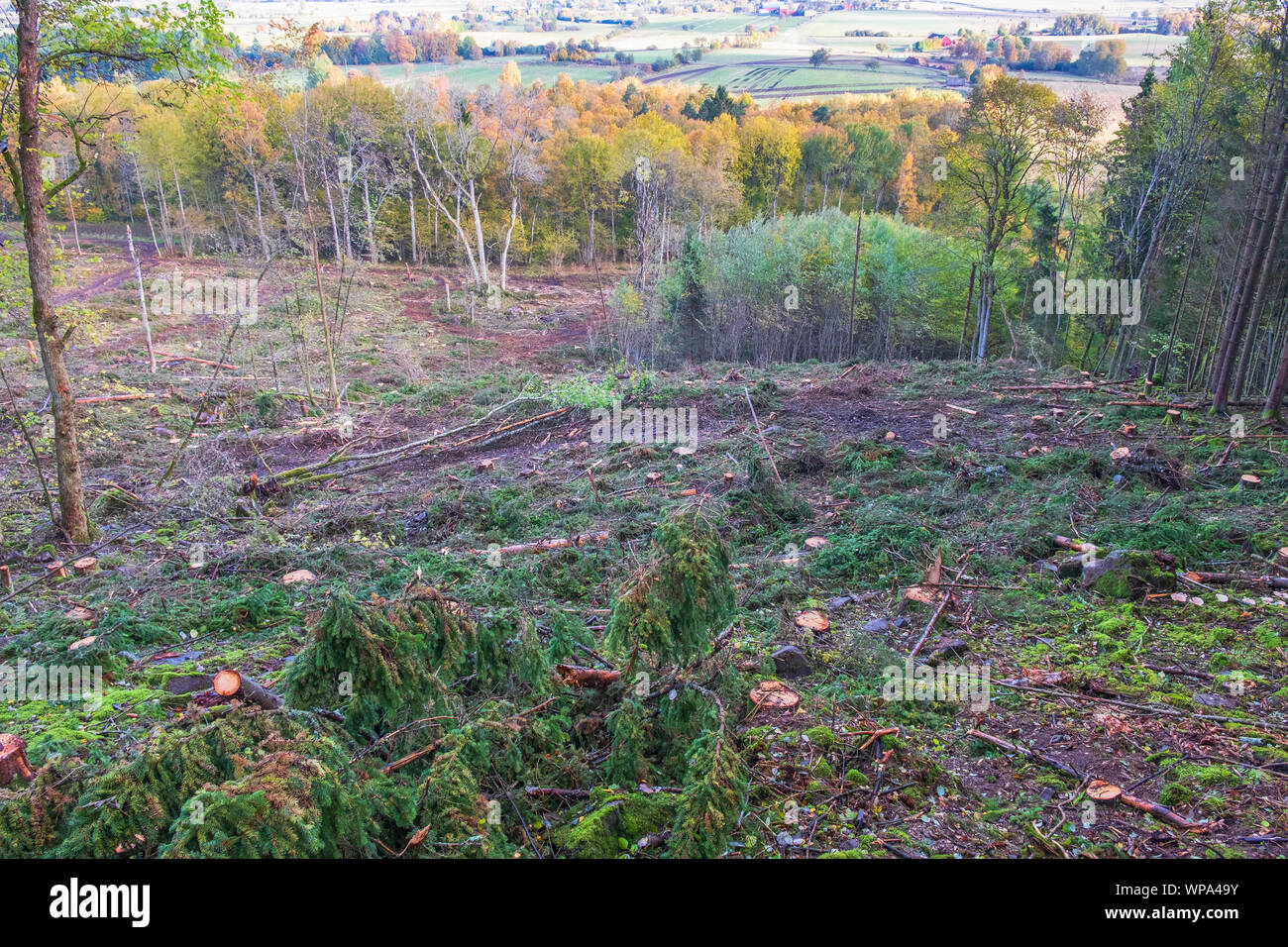 Cancellare il taglio di paesaggio forestale in autunno Foto Stock