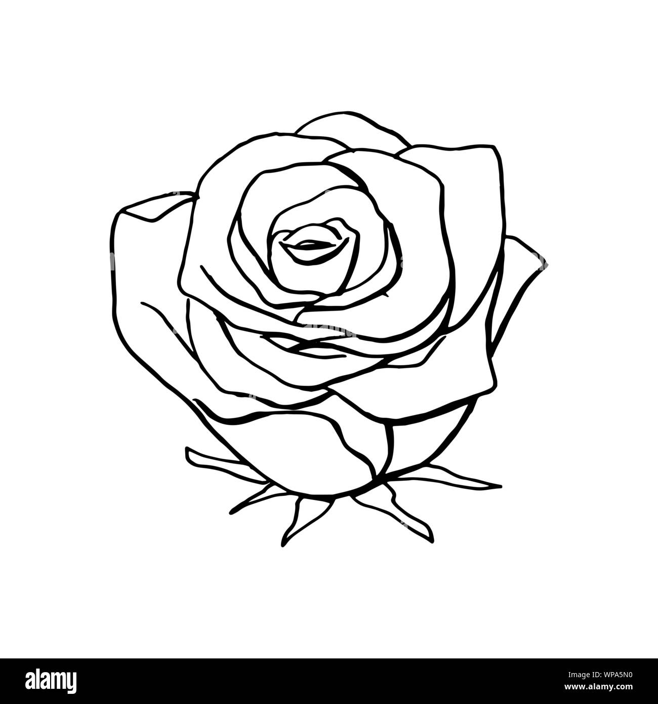 Disegnata a mano rose fiore. floreali elemento di design Illustrazione Vettoriale