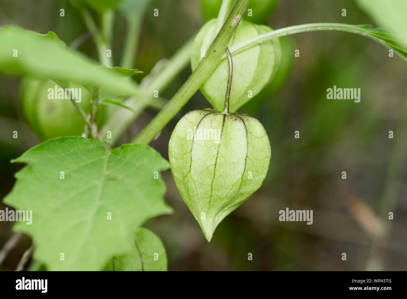 Fresche, immaturo, green cape gooseberry ancora attaccato alla sua struttura. Appendere il capo uva spina sono noti anche come tino-tino nelle Filippine. Foto Stock