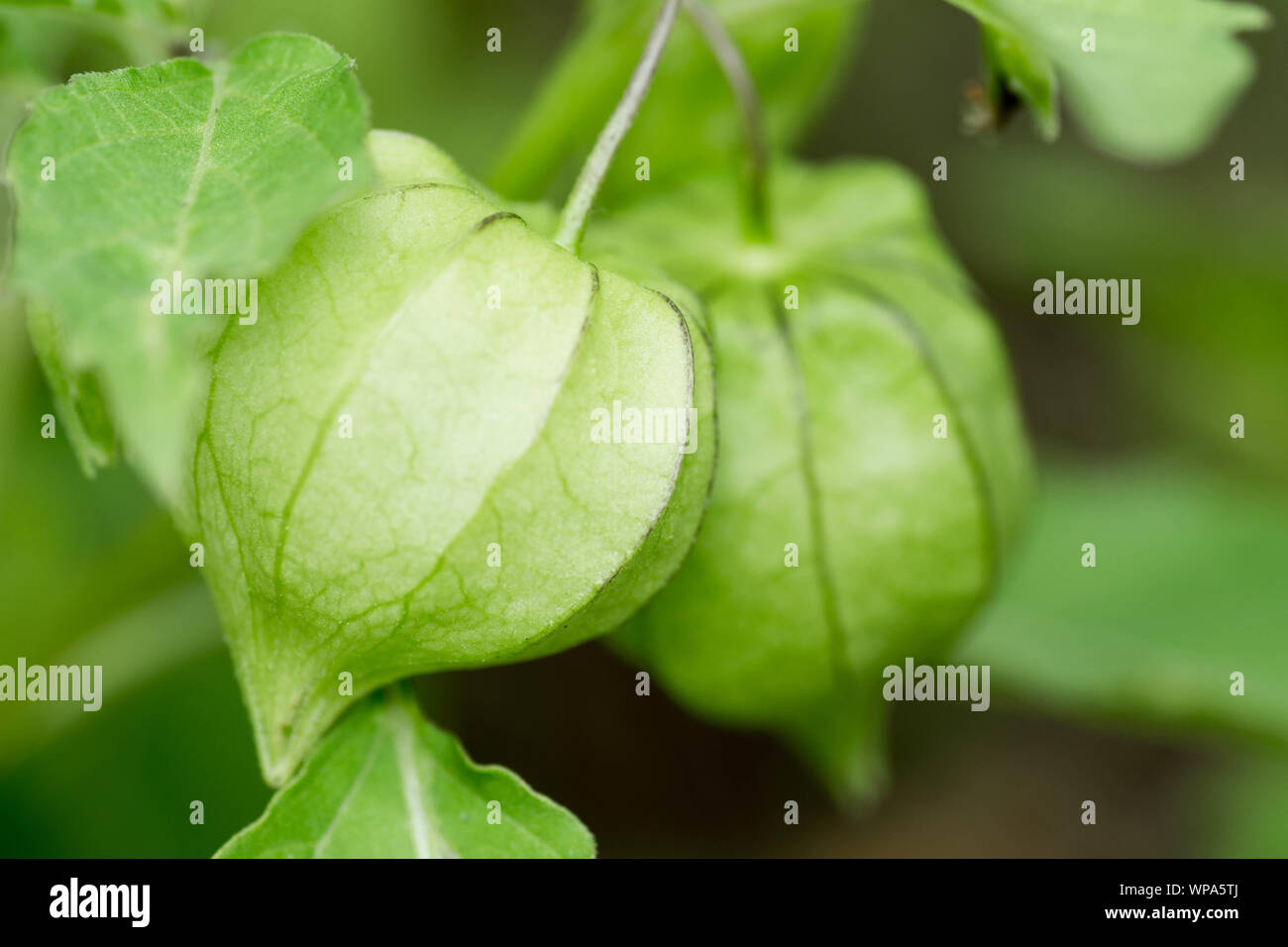 Fresche, immaturo, green cape gooseberry ancora attaccato alla sua struttura. Appendere il capo uva spina sono noti anche come tino-tino nelle Filippine. Foto Stock