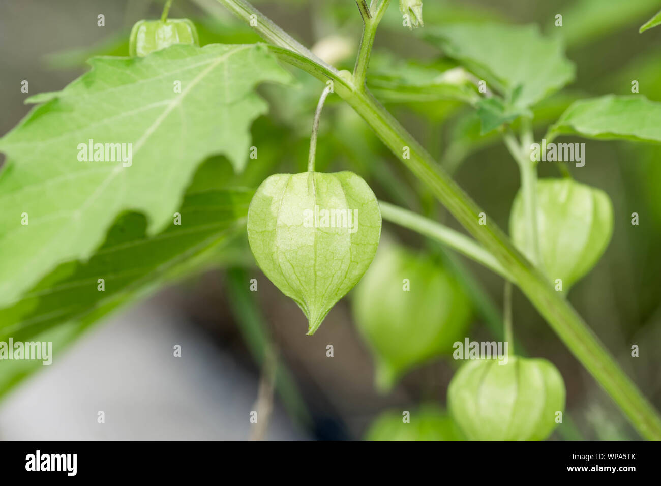 Fresche, immaturo, green cape gooseberry ancora attaccato alla sua struttura. Appendere il capo uva spina sono noti anche come tino-tino nelle Filippine. Foto Stock