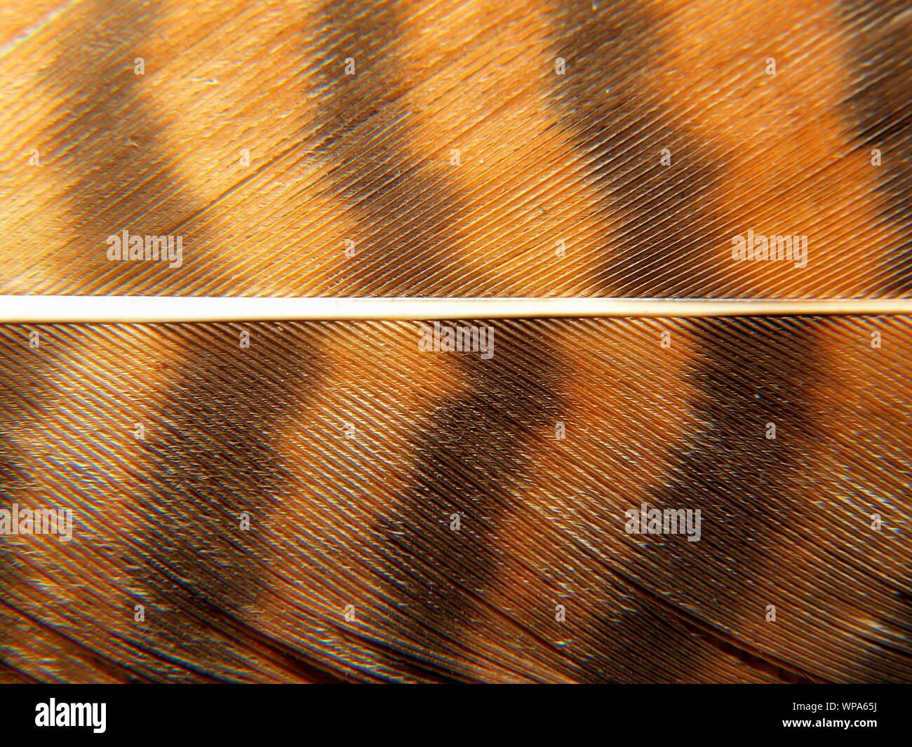 Close up - macro shot di un Fagiano (Phasianus colchicus) (Fasianidi) piuma di coda mostra il rachide -scapus filamenti a palette barbe - barbules hookle Foto Stock