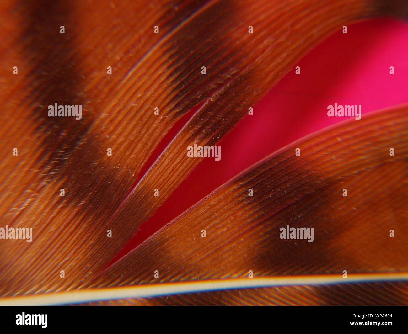 Close up - macro shot di un Fagiano (Phasianus colchicus) (Fasianidi) piuma di coda mostra il rachide -scapus filamenti a palette barbe - barbules hookle Foto Stock