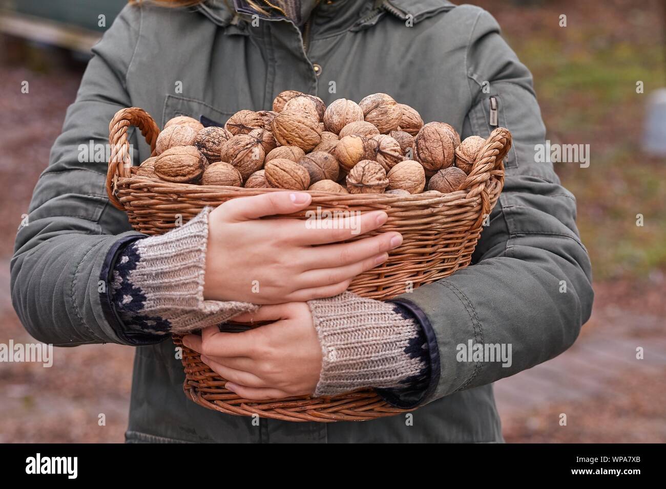 Raccogliere le noci in un cestello Foto Stock