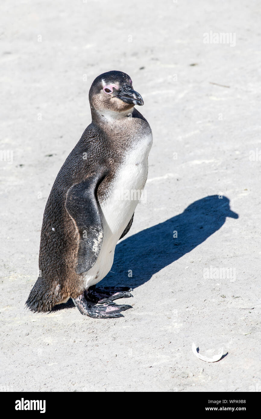Pinguino africano (Spheniscus demersus), Boulders Beach, Città di Simon, Cape Town, Western Cape, Sud Africa Foto Stock
