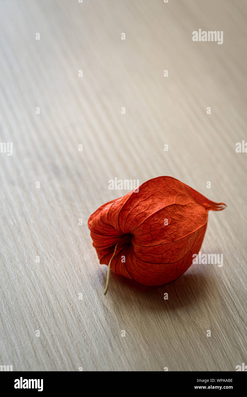 Buccia di frutta della lanterna cinese Foto Stock