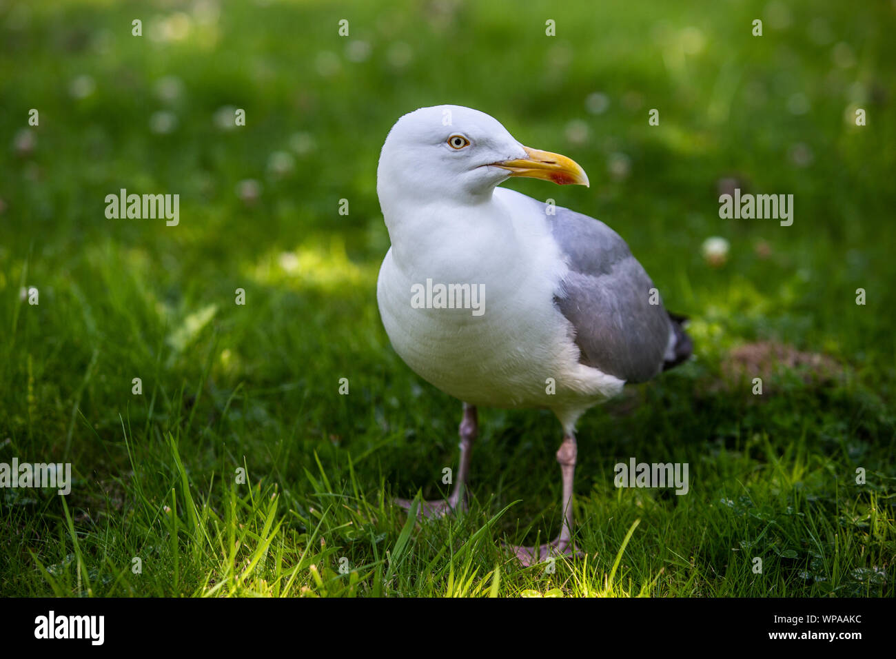 Sea Gull su un verde prato Foto Stock