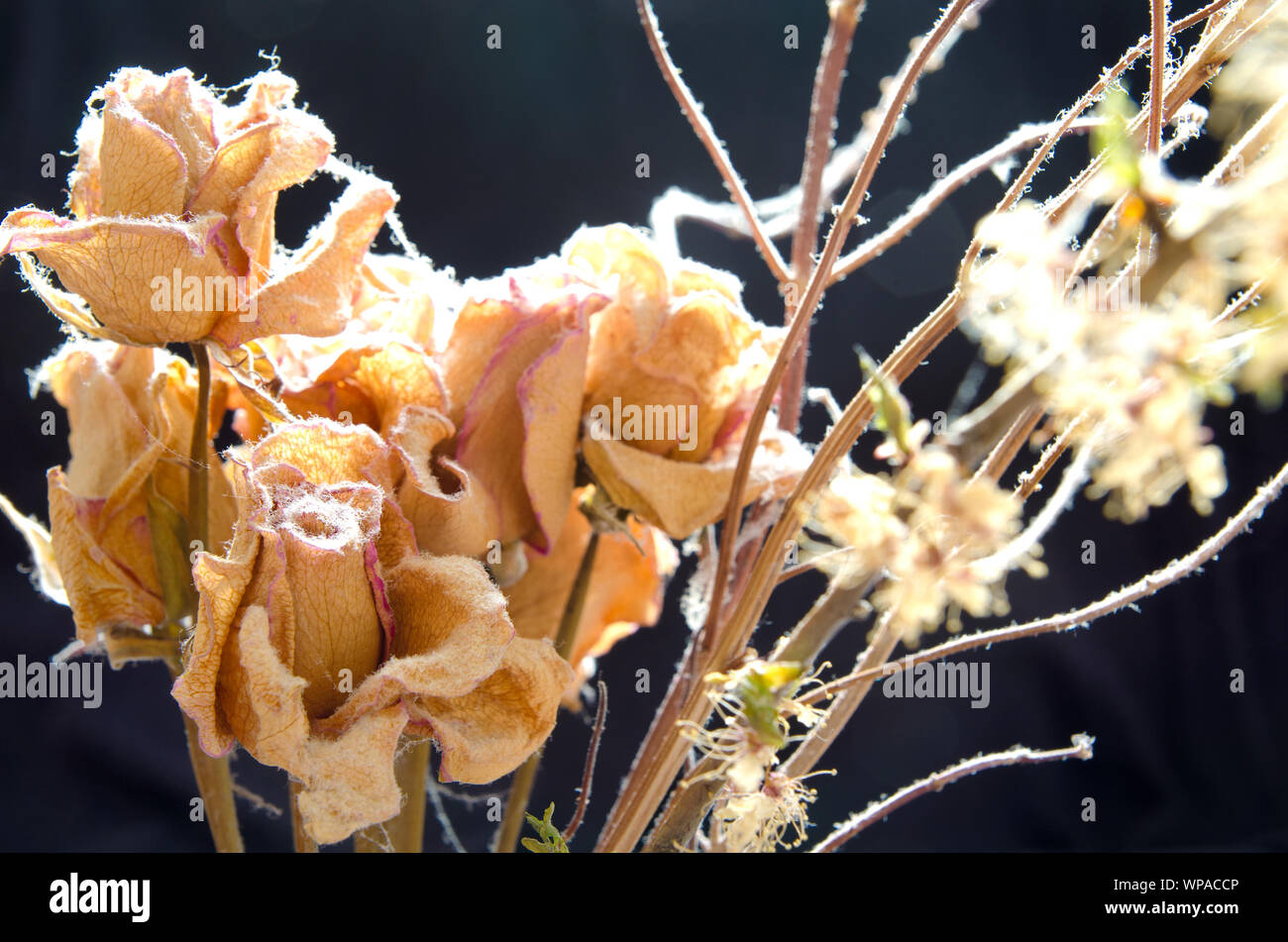 Bouquet di rose appassite Foto Stock