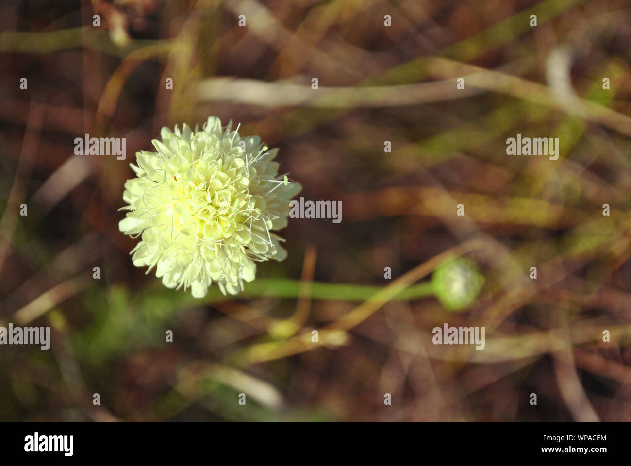 Cephalaria fiore bianco blooming, close up macro dettaglio sul morbido sfondo sfocato, vista dall'alto Foto Stock