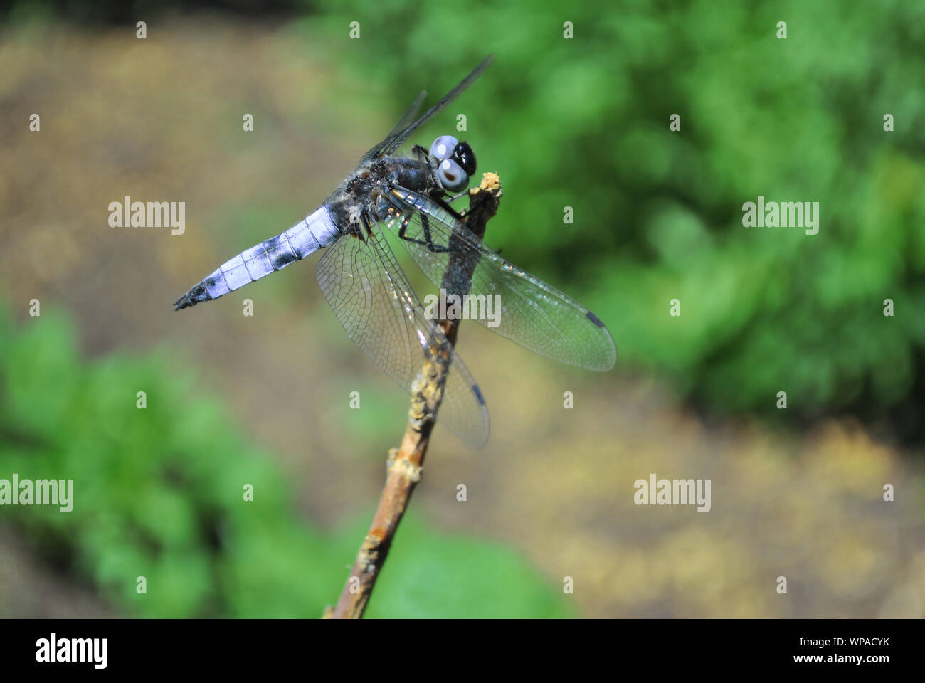 L'imperatore libellula blu o imperatore (Anax imperator) maschio seduti sui ramoscelli secchi, erba verde soft bokeh di fondo Foto Stock