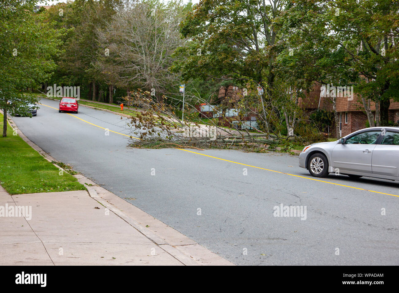 Halifax, Nova Scotia- 8 Settembre 2019 - Un veicolo attende per passare un ramo caduto e caduta la linea di potenza dopo l uragano Dorian in Canada Foto Stock