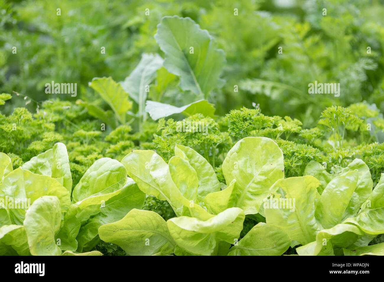 Foglie di lattuga nel giardino vicino fino Foto Stock