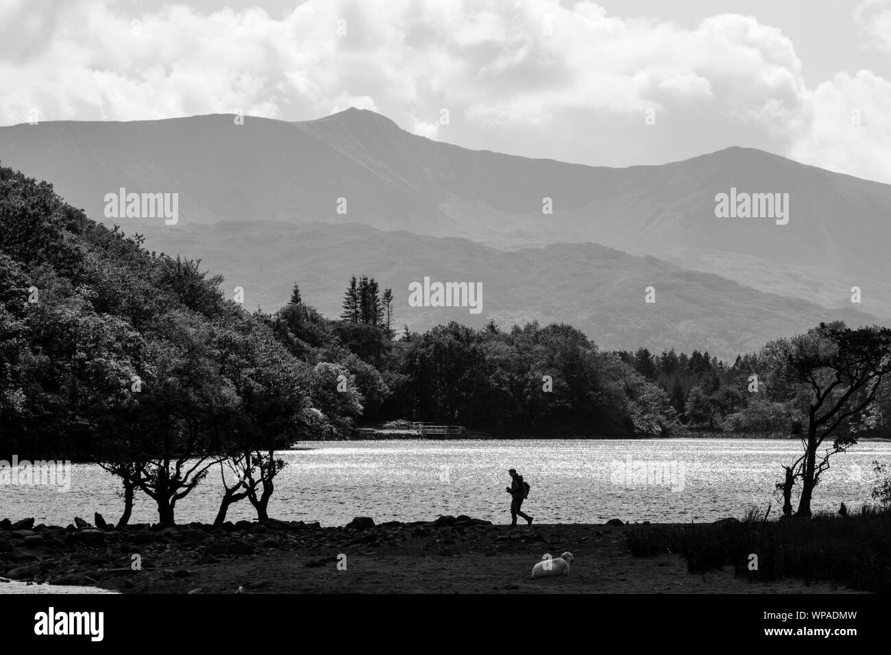 Llyn Cynwch lago sul popolare precipizio a piedi, Snowdonia National Park, North Wales, Regno Unito Foto Stock