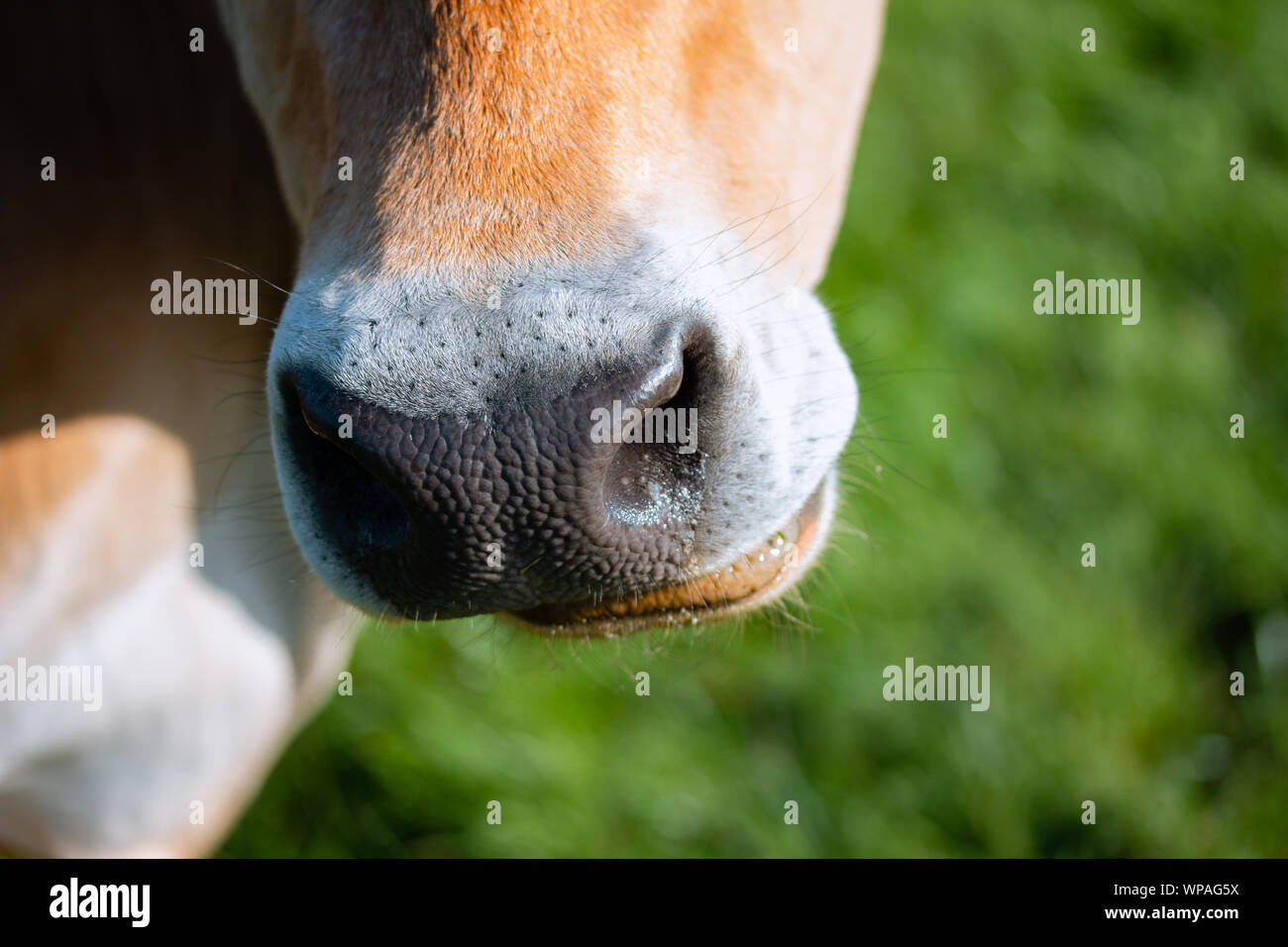 Marrone e bianco mucca, mastica erba, bocca di close-up Foto Stock