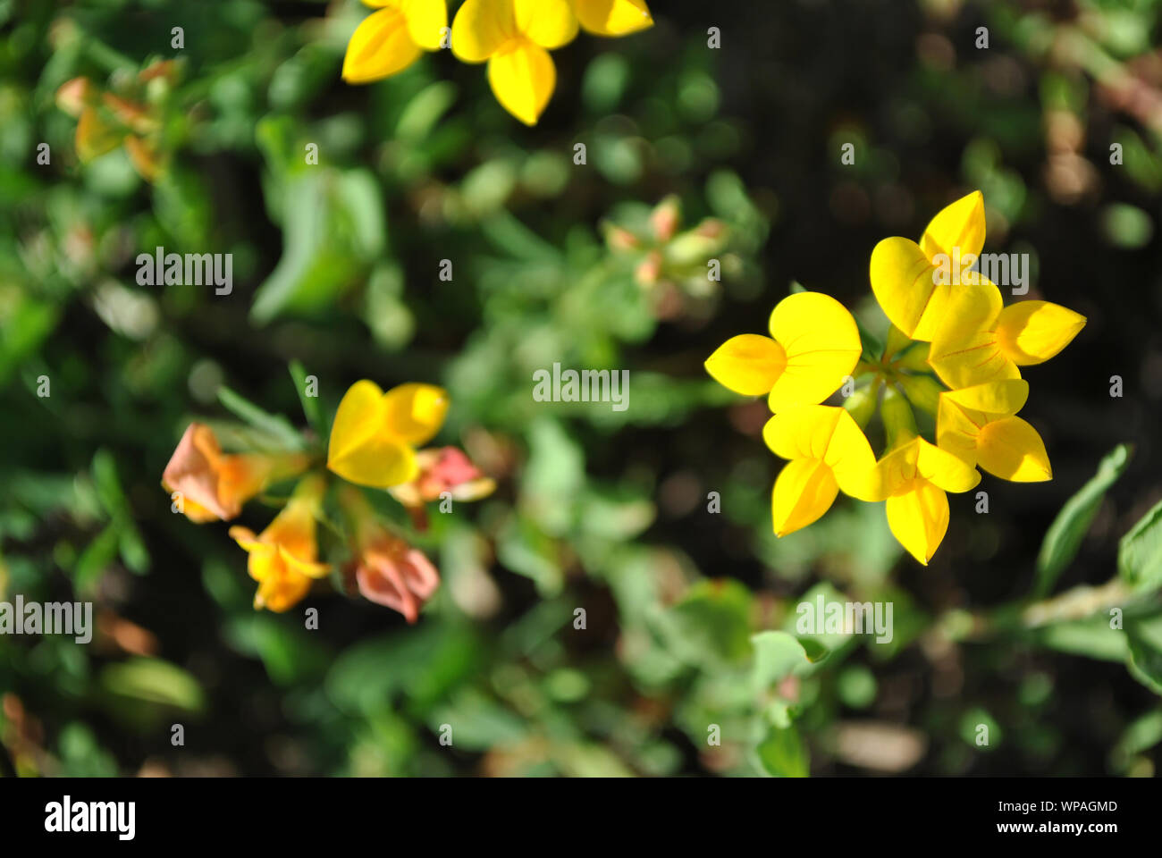 Lotus corniculatus (comune Trifoglio del piede dell'uccello o deervetch, uova e bacon, Trifoglio del piede dell'uccello) giallo fioriture sulla morbida erba sfocate backgro Foto Stock