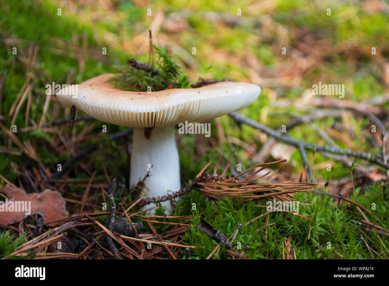 Edibili bianco nuovo nato fungo con cappuccio in moss autunno sfondo di foresta. Il fungo nell'ambiente naturale. Grosso fungo macro close up Foto Stock