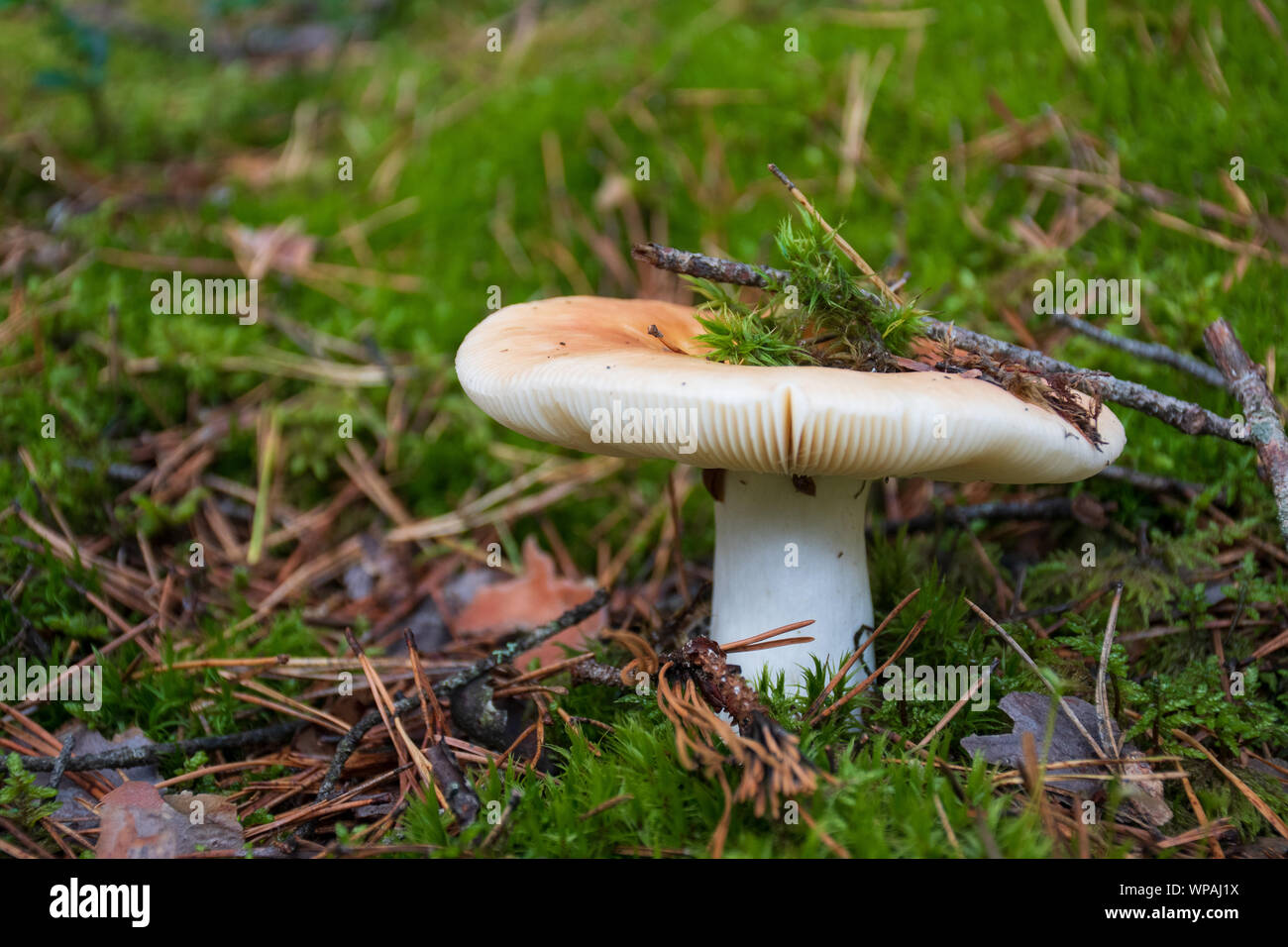 Edibili bianco nuovo nato fungo con cappuccio in moss autunno sfondo di foresta. Il fungo nell'ambiente naturale. Grosso fungo macro close up Foto Stock