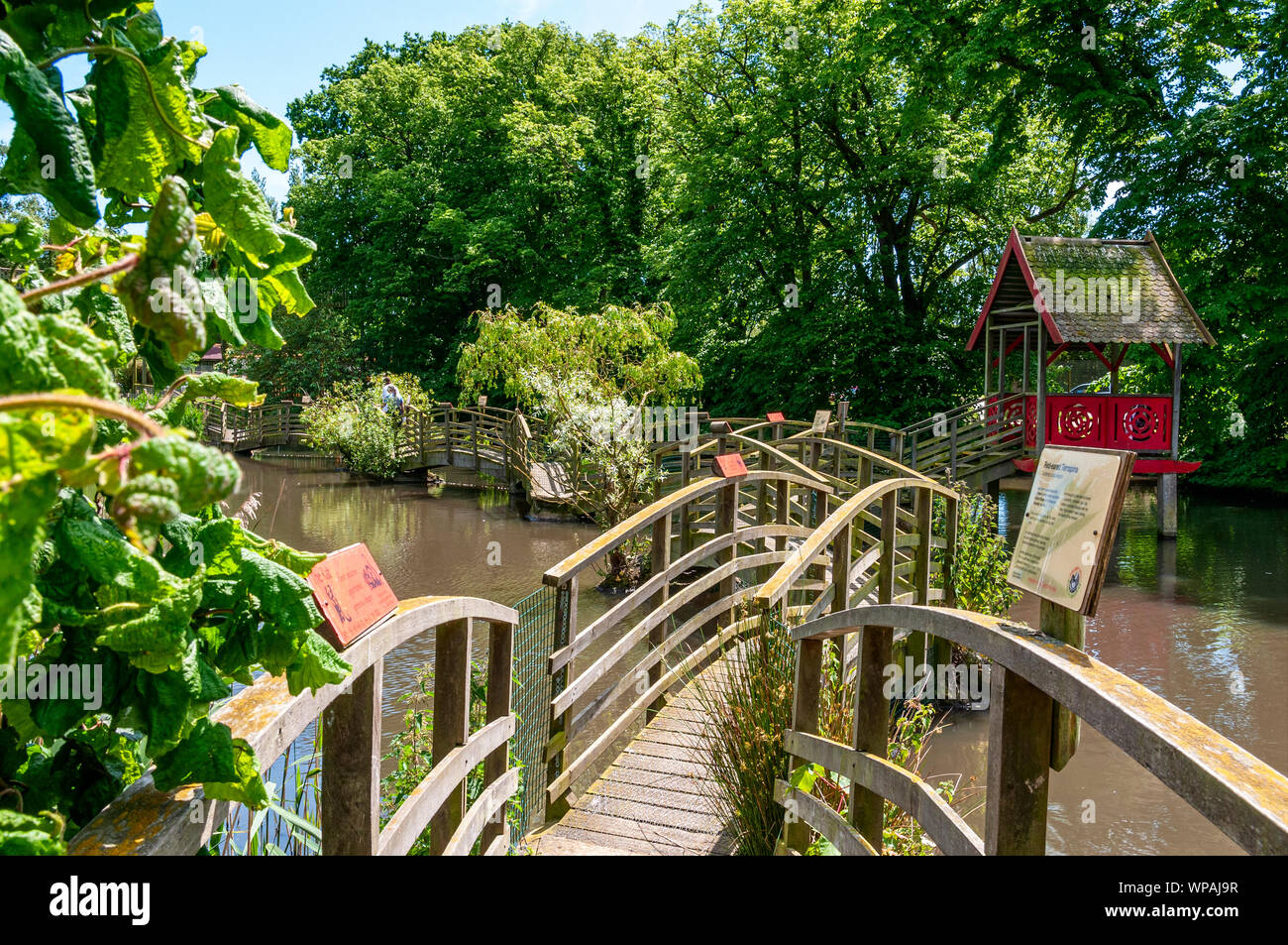 Una serie di legno ponti ad arco con un capanno in centro creare una passerella su un pool di acqua illuminate dal sole da dove visualizzare la flora e la fauna Foto Stock