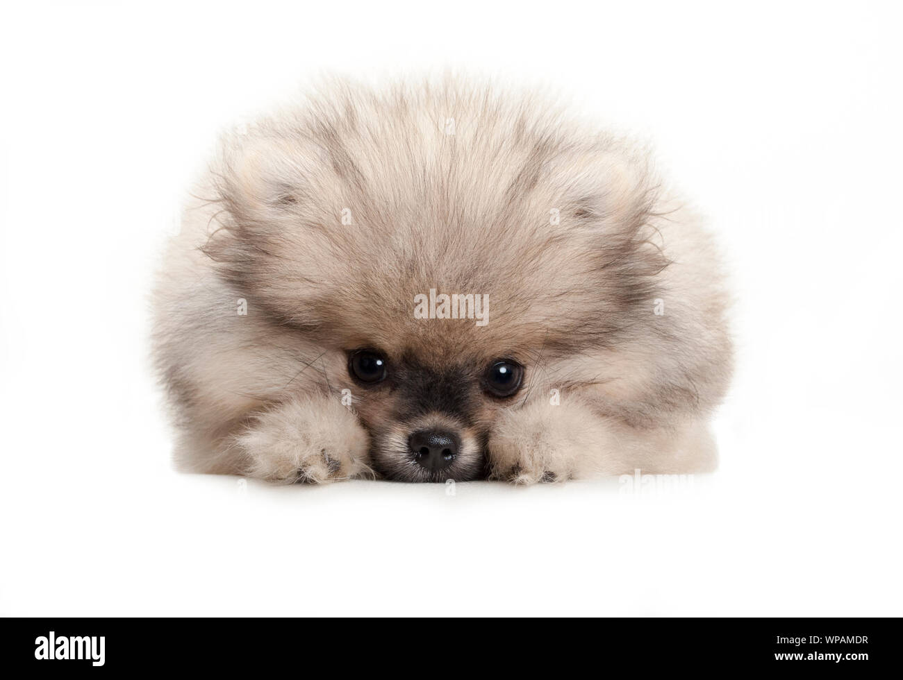 Carino spitz di Pomerania cucciolo di cane, sdraiato sul pavimento bianco, cercando timido Foto Stock