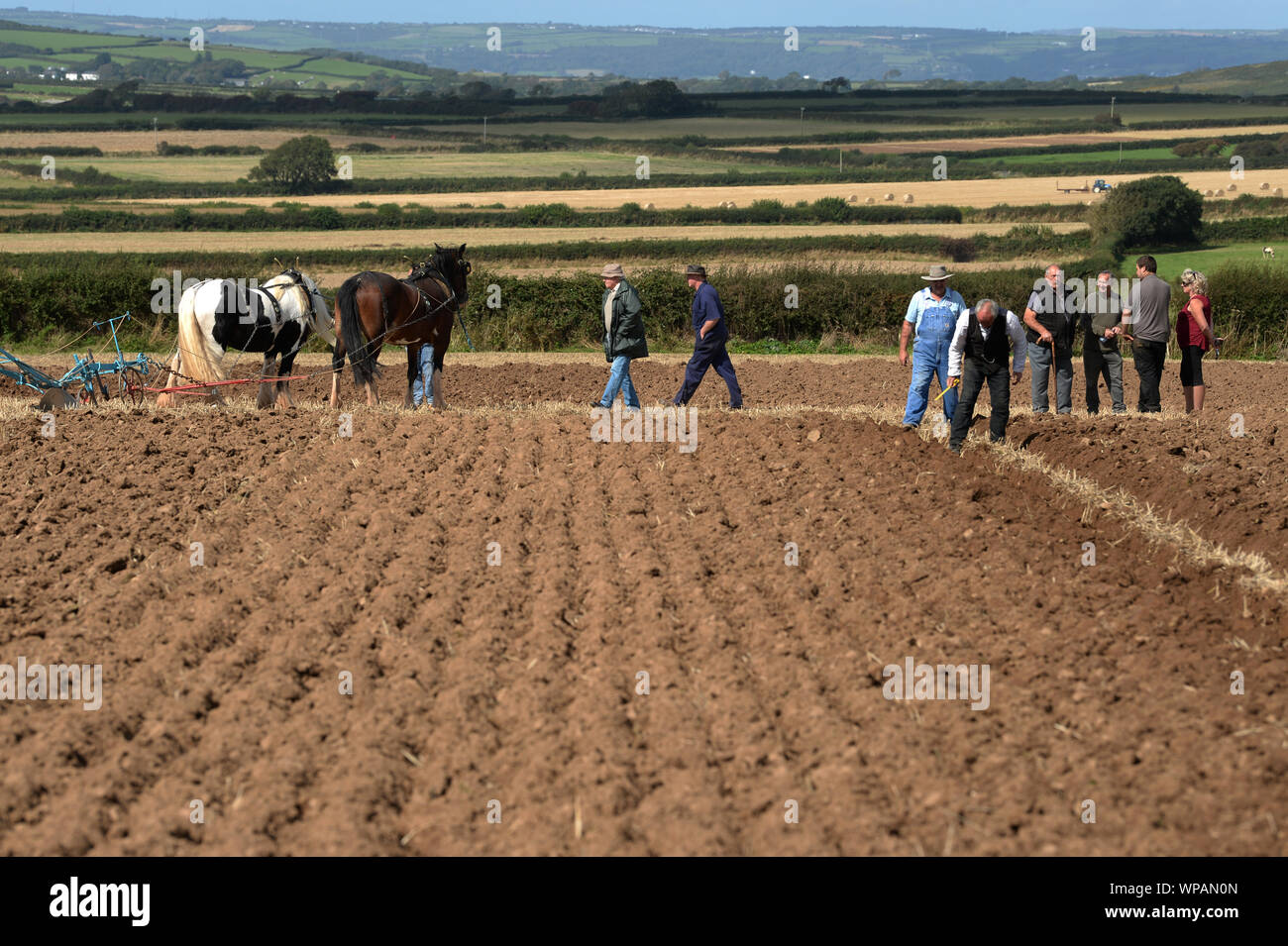 Team di 2 cavalli di Cobb arare il terreno in Gower Match di aratura. Le pratiche agricole tradizionali.La larghezza, profondità e uniformità dei solchi sono misurati. Foto Stock