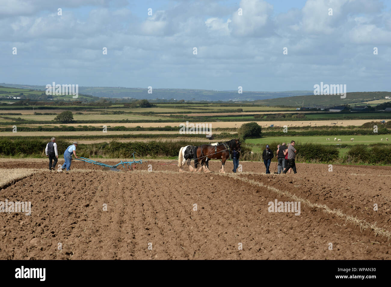 Team di 2 cavalli di Cobb arare il terreno in Gower Match di aratura. Le pratiche agricole tradizionali sono in grado di preservare la salute del suolo, con minor compattazione. Foto Stock
