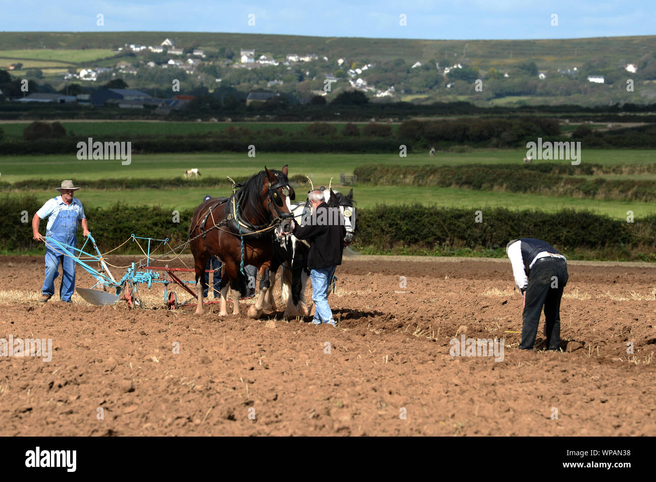 Team di 2 cavalli di Cobb arare il terreno in Gower Match di aratura. Le pratiche agricole tradizionali.La larghezza, profondità e uniformità dei solchi sono misurati. Foto Stock