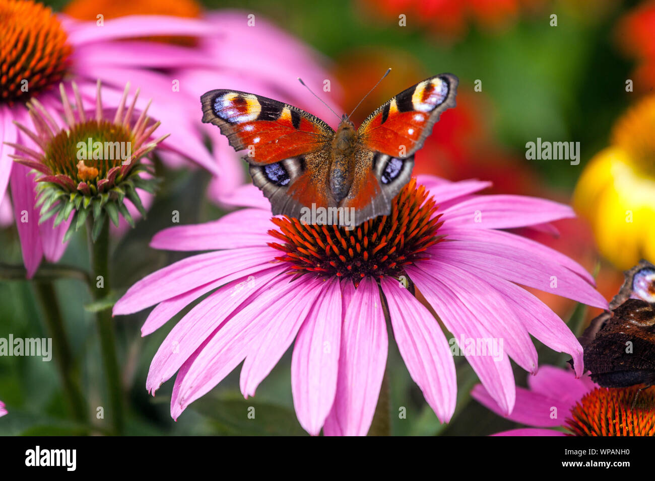 Farfalla di alimentazione nettare, violino coneflower, pavone farfalla su Echinacea farfalla Inachis io seduta su fiori giardino fiore Foto Stock