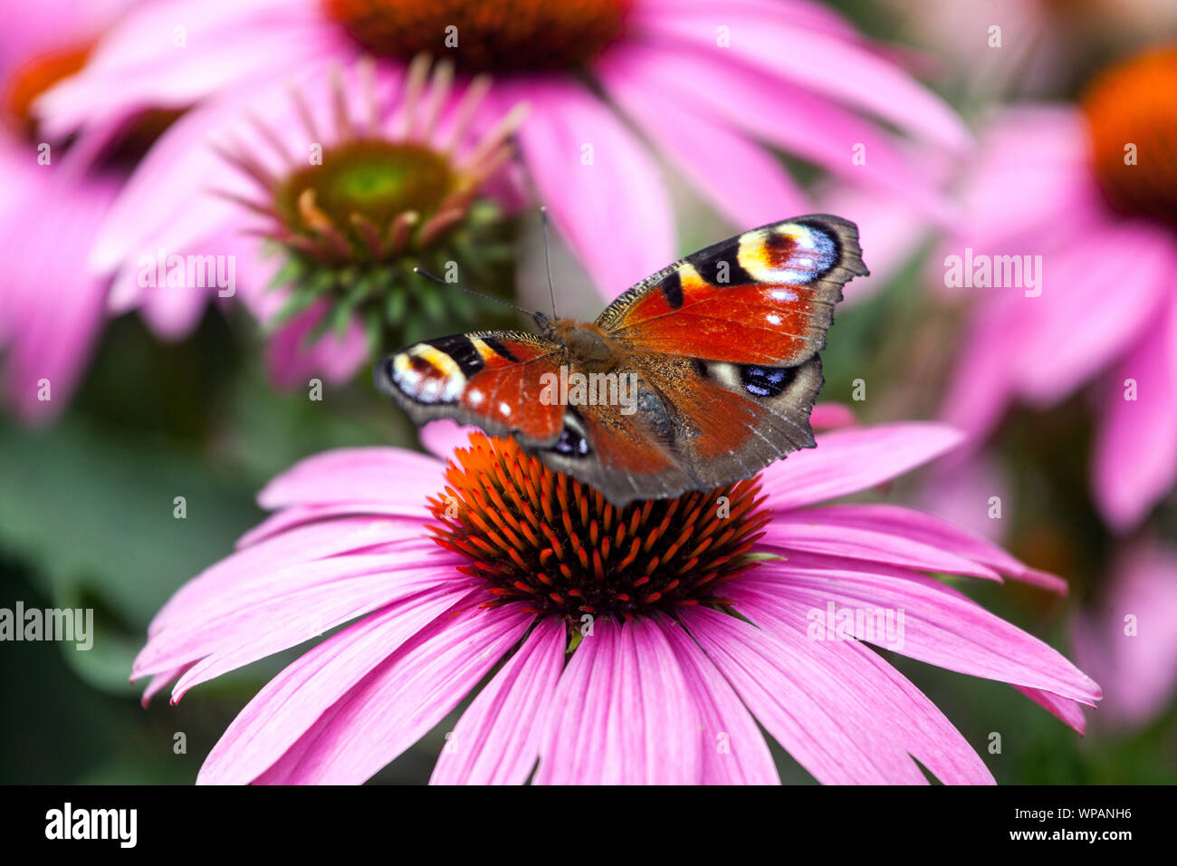 Farfalla su fiore raccolta nettare, violino coneflower, pavone farfalla Inachis io seduta su Echinacea fiore Foto Stock