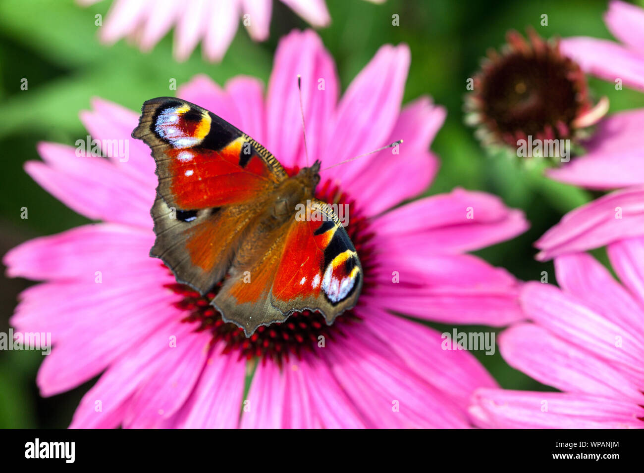 Farfalla su nettare di alimentazione dei fiori, fiore di coneflower viola, farfalla di pavone su fiore Aglais io seduta su fiore di Echinacea Foto Stock