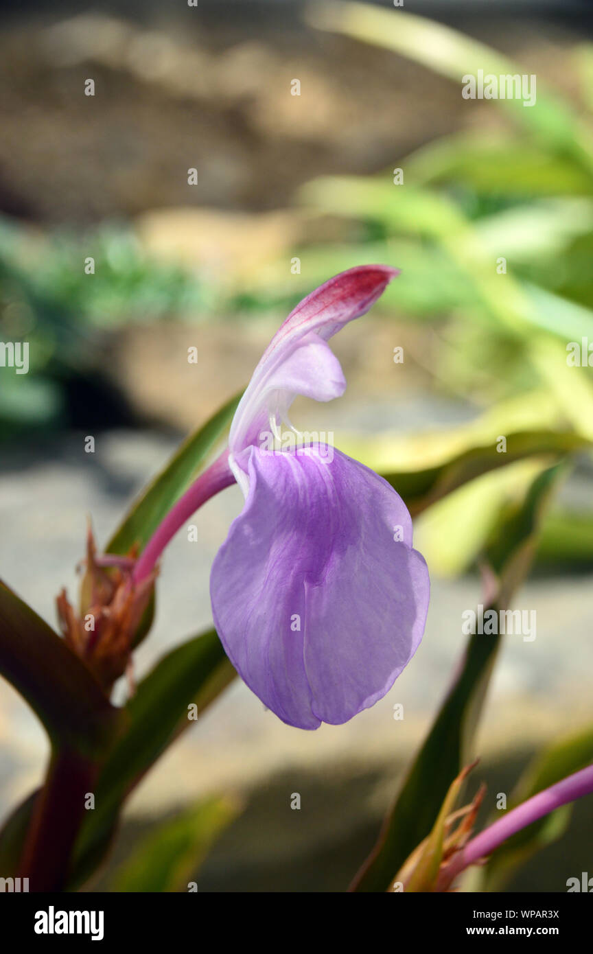 Roscoea purpurea (l'Isola delle spezie) di fiori coltivati in casa alpina ad RHS Garden Harlow Carr, Harrogate, Yorkshire. Inghilterra, Regno Unito. Foto Stock