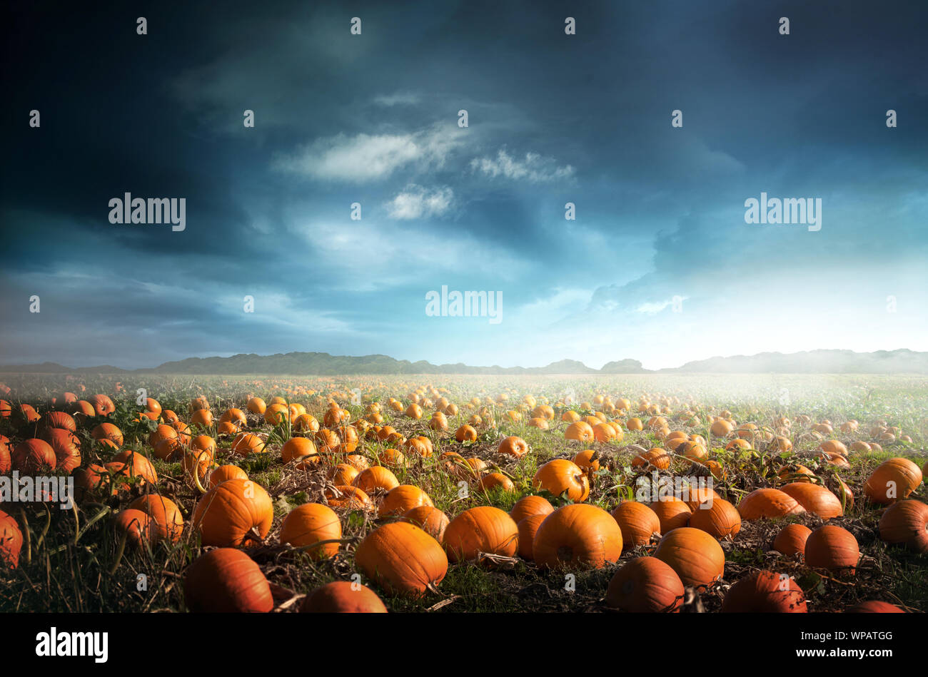 Un spooky zucca di Halloween di campo con un moody sky. Foto composite. Foto Stock