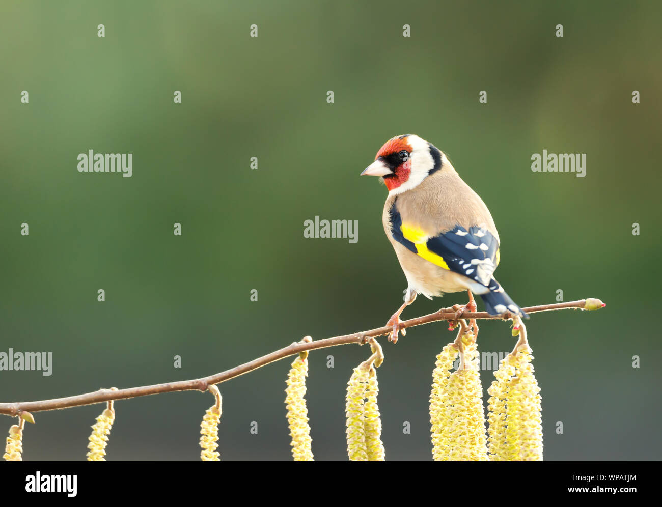 Close up di un cardellino (Carduelis carduelis) appollaiato su un albero di nocciole con amento, UK. Foto Stock